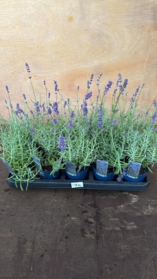Lot 1074 - Tray of 10 Old English Lavender