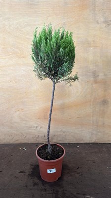 Lot 1075 - Standard Conifer