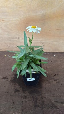 Lot 1076 - Leucanthemum -‘Western Star - Gemini’