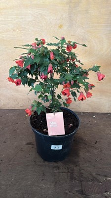 Lot 1077 - Patio Abutilon