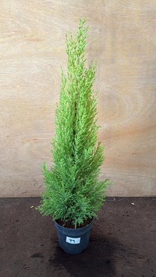 Lot 1079 - Goldcrest