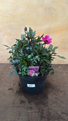 Lot 1080 - Large Dahlia -‘Happy Days Purple