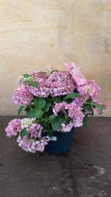 Lot 1081 - Pink Hydrangea