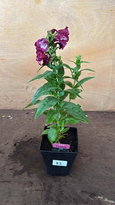 Lot 1082 - Penstemon -‘Partybells Purple’