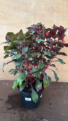 Lot 1083 - Large Fuchsia -‘Koralle’