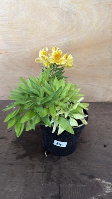 Lot 1084 - Alstroemeria -‘Havana’