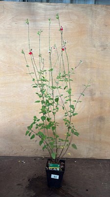 Lot 1085 - Hardy Salvia -‘Hot Lips’