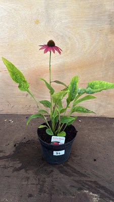 Lot 1086 - Echinacea -‘Orange Sunset’