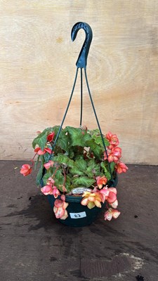 Lot 1087 - Begonia hanging pot -‘Golden Picotee’