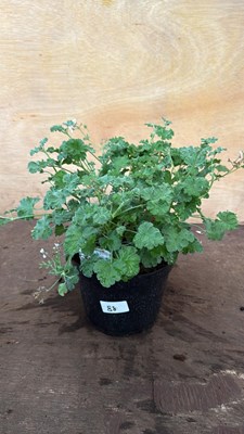 Lot 1088 - Scented leaf Geranium -‘P.Fragrans’