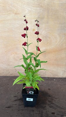 Lot 1089 - Penstemon -‘PartyBells Red’