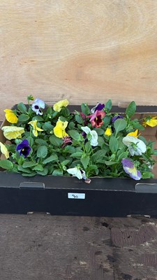 Lot 1090 - Box of 4 packs of mixed Pansies - 6 in a pack