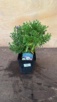Lot 1091 - Aster -‘Alpha Universe’