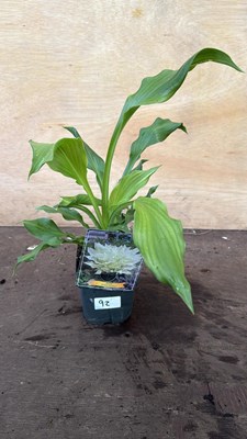 Lot 1092 - Hosta -‘white feather’