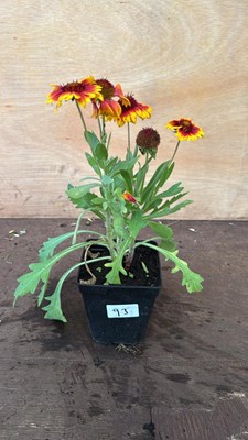 Lot 1093 - Arizona Sun