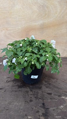 Lot 1094 - Impatiens -‘Apple Blossom’