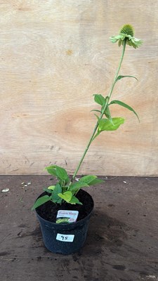 Lot 1095 - Echinacea -‘Green’