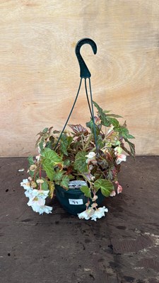 Lot 1097 - White Begonia hanging pot
