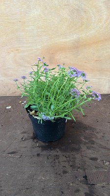 Lot 1098 - Iberis -‘Mermaid Lavender’