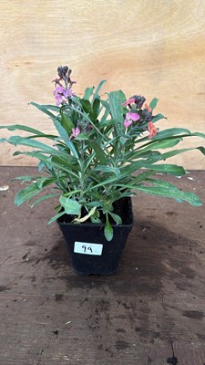 Lot 1099 - Hardy Wallflower