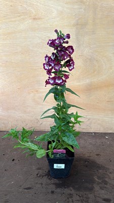 Lot 1100 - Penstemon -‘Partybells Violet’