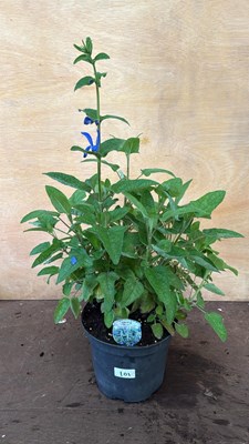 Lot 1101 - Large hardy Salvia -‘Patio Dark Blue’