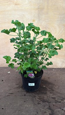 Lot 1102 - Scented leaf Geraniums -‘Cola’