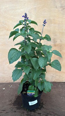 Lot 1103 - Large hardy Salvia -‘Big Blue’