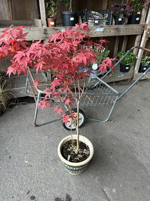 Lot 127 - Large Acer, in decorative pot