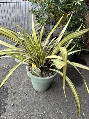 Lot 128 - Large potted Phormium