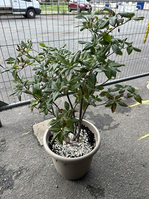 Lot 129 - Large Azalea
