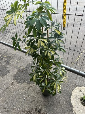 Lot 130 - Large Plant