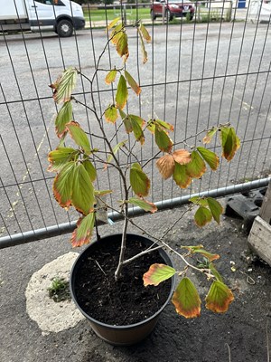 Lot 131 - Large hamamelis (hybrid witch hazel)