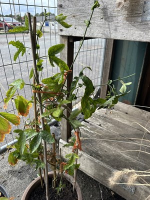 Lot 132 - Large Passion Flower in ceramic Pot