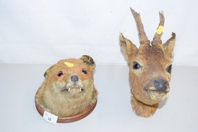 Lot 35 - A taxidermy fox mask on round hardwood backing...