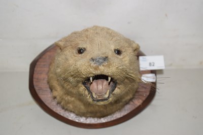 Lot 82 - An early 20th Century taxidermy otter head on...