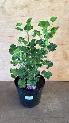 Lot 1001 - Highly scented leafed Geranium -‘Cola’