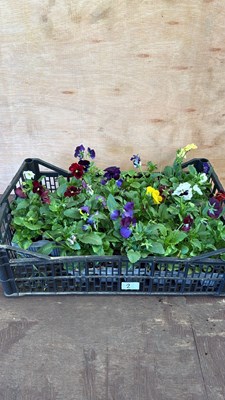 Lot 1002 - Crate of Winter Flowering Pansies