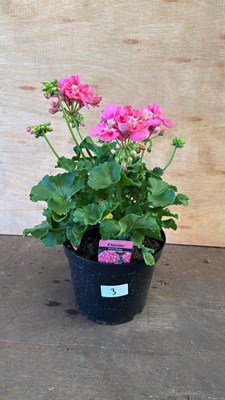 Lot 1003 - Large Geranium -‘Classic - Pink/Rose’