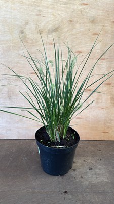 Lot 1004 - Pony Tail Grass