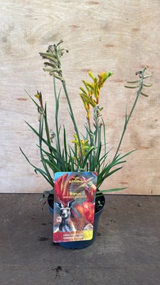 Lot 1005 - Kangaroo Paw -‘Orange Glow’