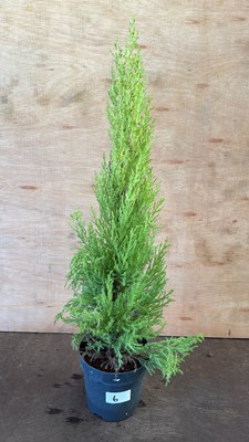 Lot 1006 - Lemon Scented Goldcrest