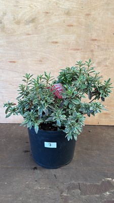 Lot 1007 - Variegated Azalea Japonica