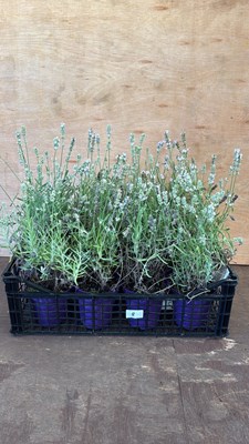 Lot 1008 - Crate of White Lavender