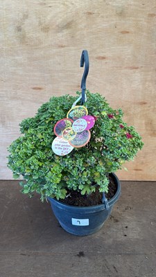 Lot 1009 - Mixed Coloured Chrysanthemum Hanging Basket