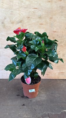 Lot 1010 - Hibiscus -‘Fiori Grande’