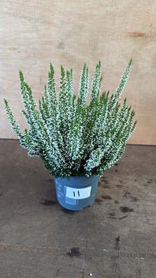 Lot 1011 - Winter Flowering White Heather