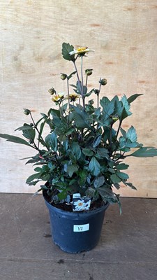 Lot 1012 - Large Dahlia -‘Happy Days White’