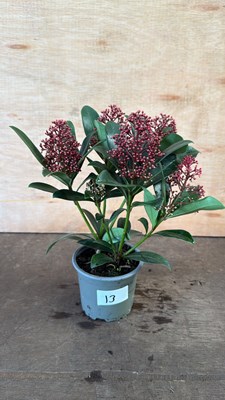 Lot 1013 - Winter flowering Skimmia