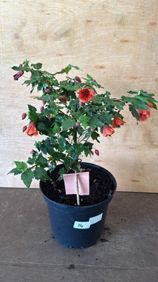 Lot 1014 - Patio Abutilon
